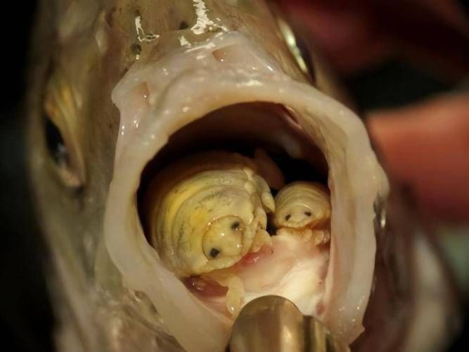 魚身上寄生蟲圖片