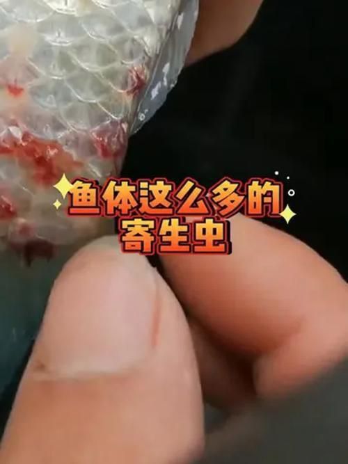 魚身上寄生蟲圖片