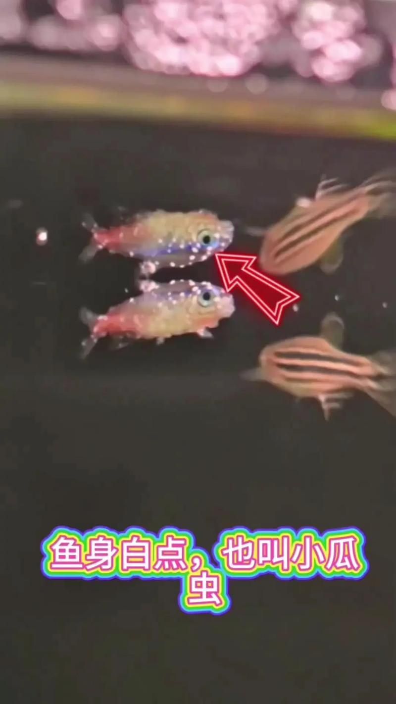 魚身上寄生蟲圖片