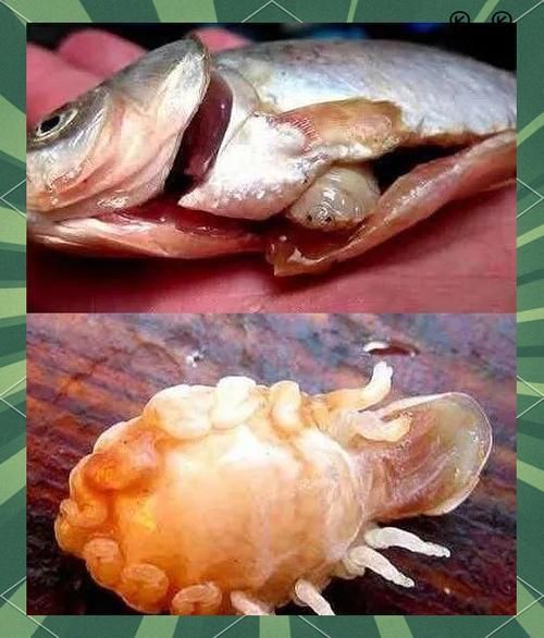 魚身上寄生蟲圖片