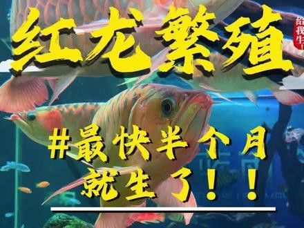 紅龍魚跟金龍魚哪個好