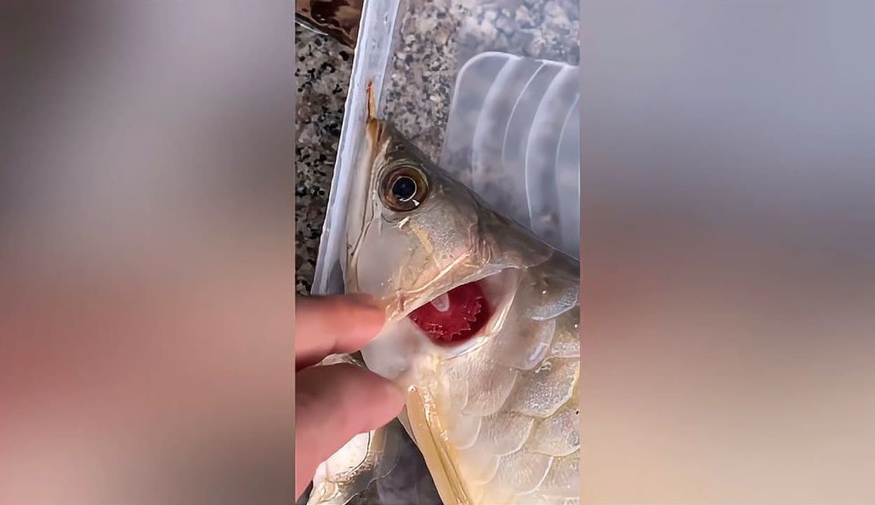 龍魚一個月不吃突然死了：龍魚一個月不吃食后突然死亡的原因