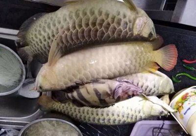 龍魚一個月不吃突然死了：龍魚一個月不吃食后突然死亡的原因