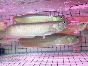 紅龍魚能長多大？（世界上最大的紅龍魚-龍魚能活多久）