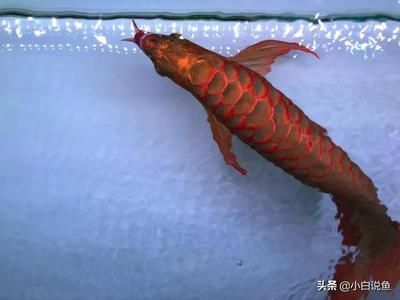 紅龍魚能長多大？（世界上最大的紅龍魚-龍魚能活多久）