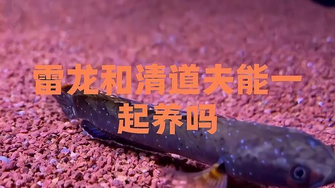 龍魚能和清道夫混養么