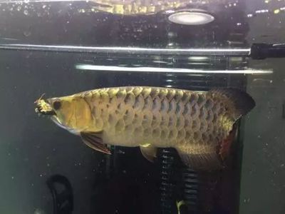 龍魚七八斤重多少錢一斤（龍魚價格受多種因素影響）