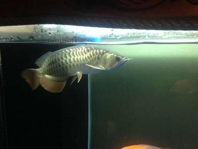 龍魚七八斤重多少錢一斤（龍魚價格受多種因素影響）
