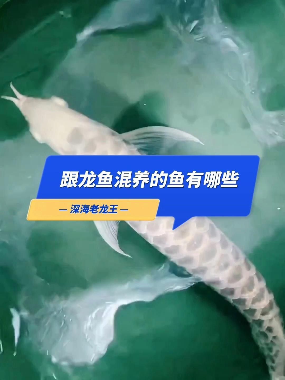 哪些魚種適合與紅龍魚混養(yǎng)？ 哪些魚種適合與紅龍魚混養(yǎng)？ 龍魚百科 第4張