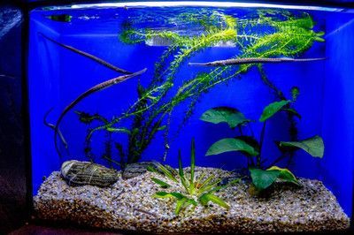 龍魚魚缸背景圖魚子醬：龍魚魚缸背景圖的設計技巧