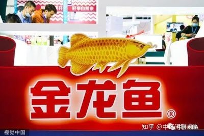 金龍魚為什么漲價這么厲害：金龍魚為什么漲價這么厲害這么厲害這么厲害