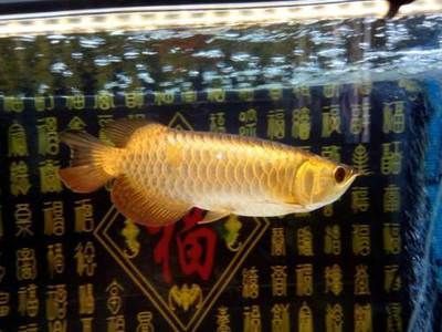 觀賞魚進(jìn)口vs祥龍魚場(chǎng)：觀賞魚進(jìn)口vs祥龍魚場(chǎng)哪個(gè)好