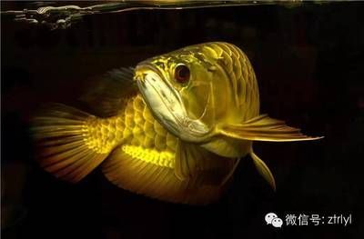 印尼和馬來西亞龍魚一樣嗎：印尼和馬來西亞都是龍魚的重要產地，但在學術界，龍魚的命名嚴謹