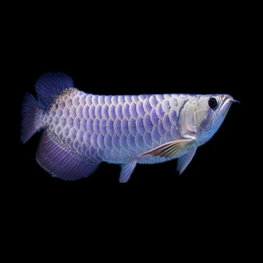 龍魚怎么分辨高背和過背的區別（龍魚的高背與過背的區別）