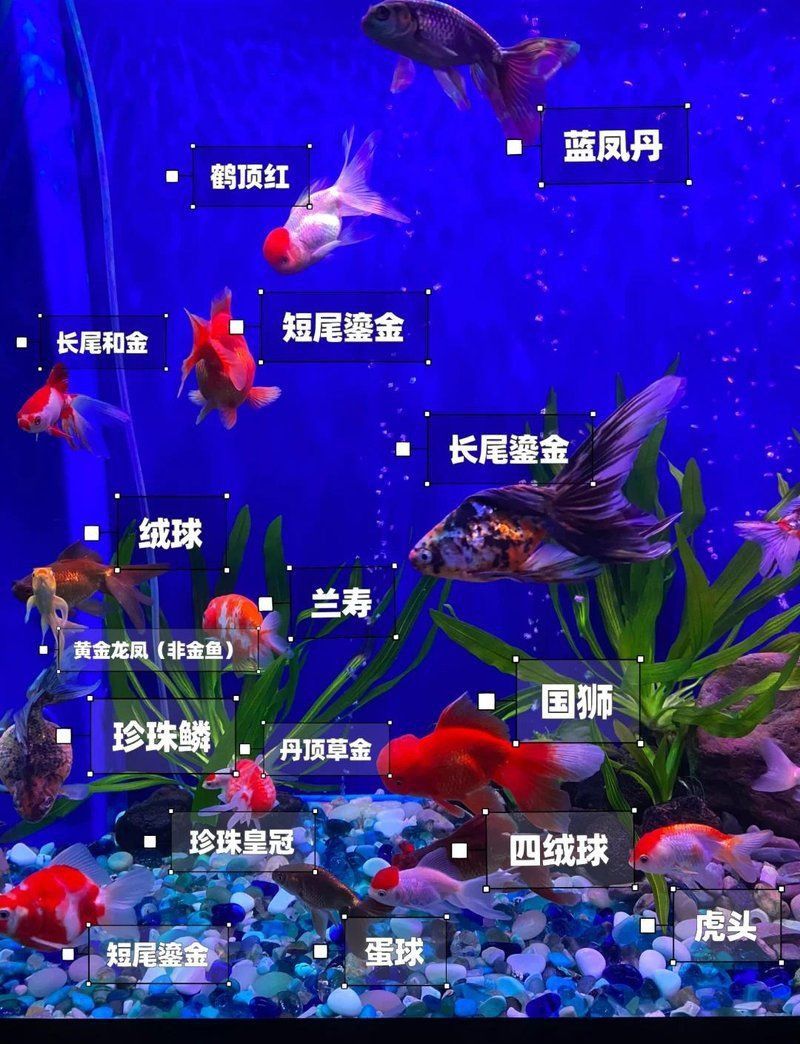 鎏金魚混養(yǎng)的最佳方法