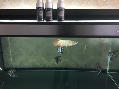 龍魚需要養水幾天換一次水：龍魚多久換一次水