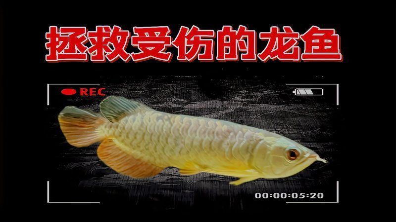 金龍魚受傷了能恢復(fù)嗎