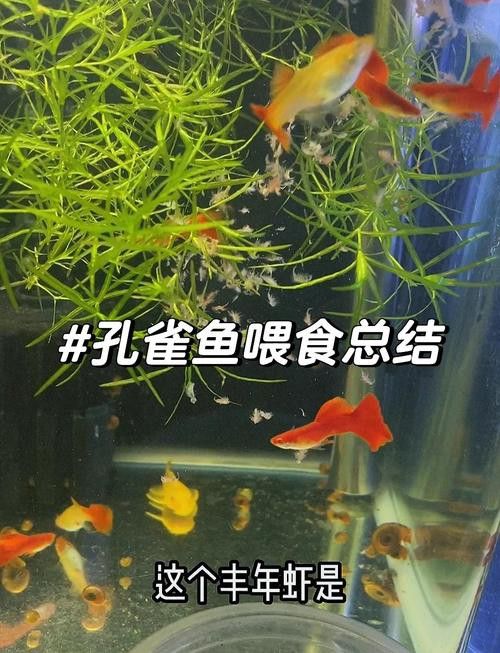 孔雀龍魚吃什么長得快一點
