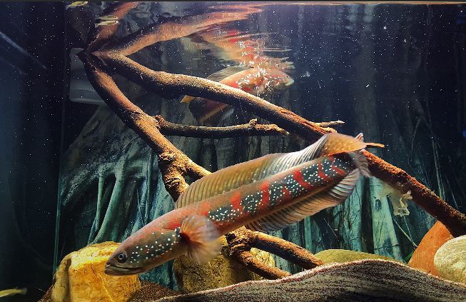 雷龍魚不需要打氧么，雷龍魚氧氣泵的選擇技巧