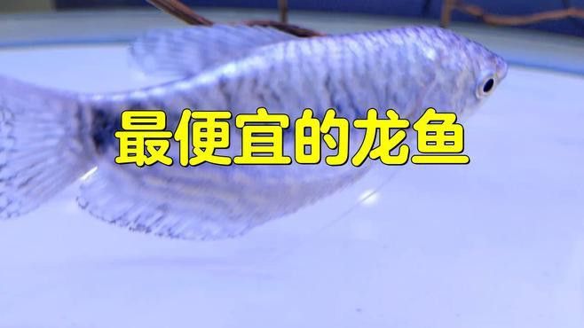 哪種龍魚便宜又好養