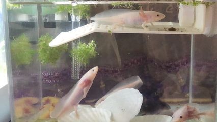 六角恐龍魚好養嗎需要注意什么（六角恐龍魚的飼養方法）