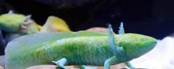 六角恐龍魚好養嗎需要注意什么（六角恐龍魚的飼養方法）