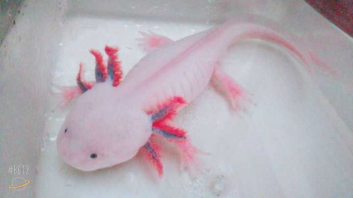 六角恐龍魚好養嗎需要注意什么（六角恐龍魚的飼養方法）