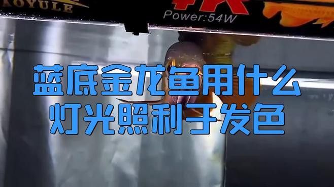 金龍魚用什么顏色燈光好看