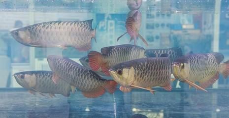 龍魚進(jìn)口限制條件：龍魚國(guó)際貿(mào)易合規(guī)指南