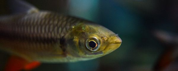 龍魚進(jìn)口限制條件：龍魚國(guó)際貿(mào)易合規(guī)指南