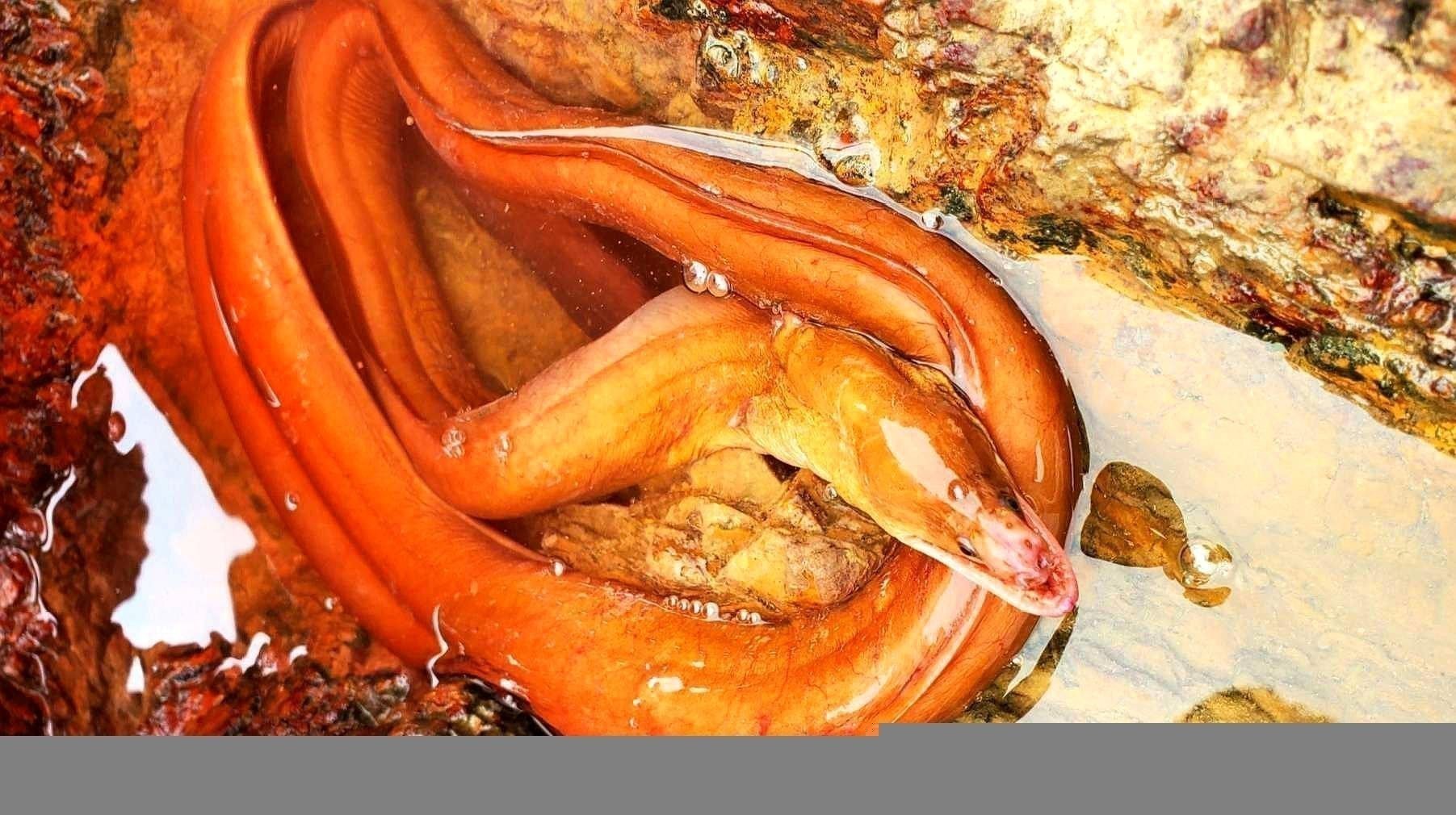 超血紅龍魚的最佳飼養環境是怎樣的？
