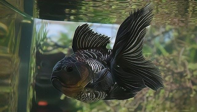 龍睛魚有哪些雜交品種？