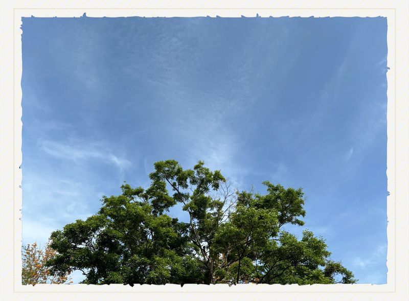 龍仙什么顏色道行最高