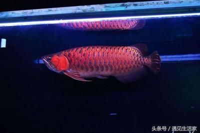 紅龍魚有幾排鱗片，紅龍魚的鱗片排列與品種關系