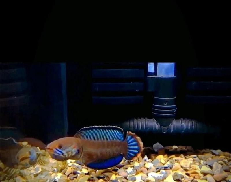 雷龍魚(yú)用什么沉木