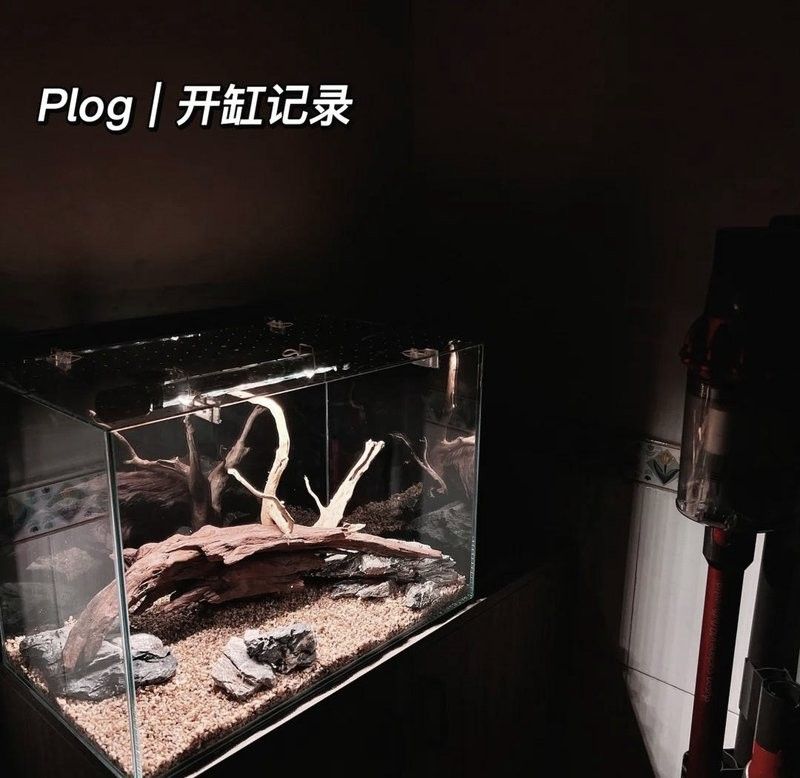 雷龍魚(yú)用什么沉木
