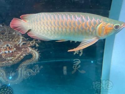 龍魚多久能長到20：龍魚多久能長到20厘米，龍魚生長速度受哪些因素影響
