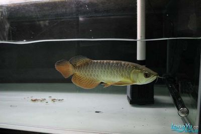 龍魚多久能長到20：龍魚多久能長到20厘米，龍魚生長速度受哪些因素影響