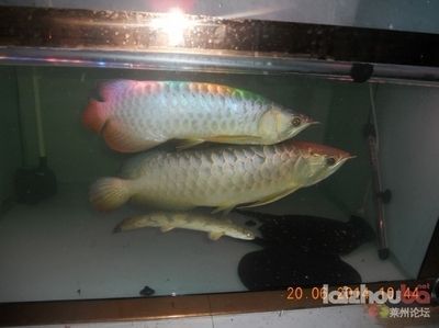 龍魚多久能長到20：龍魚多久能長到20厘米，龍魚生長速度受哪些因素影響