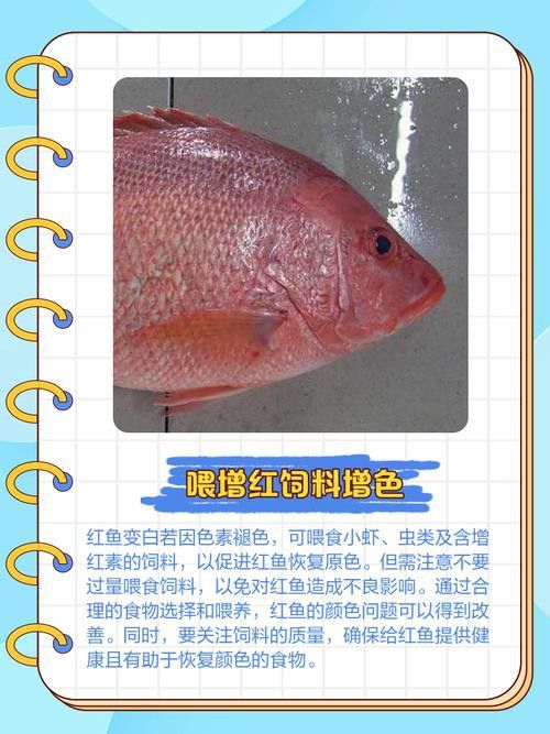 紅龍魚變白什么原因啊圖片