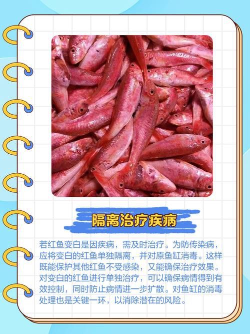 紅龍魚變白什么原因啊圖片