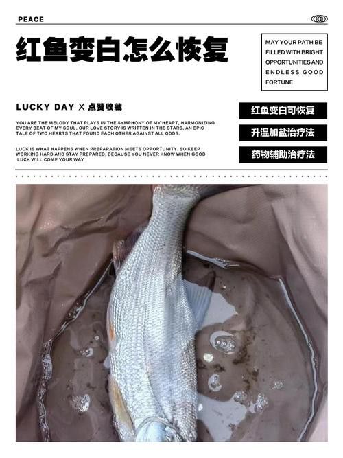 紅龍魚變白什么原因啊圖片