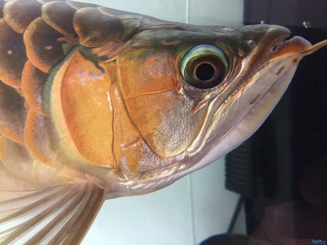 紅龍魚變白什么原因啊圖片