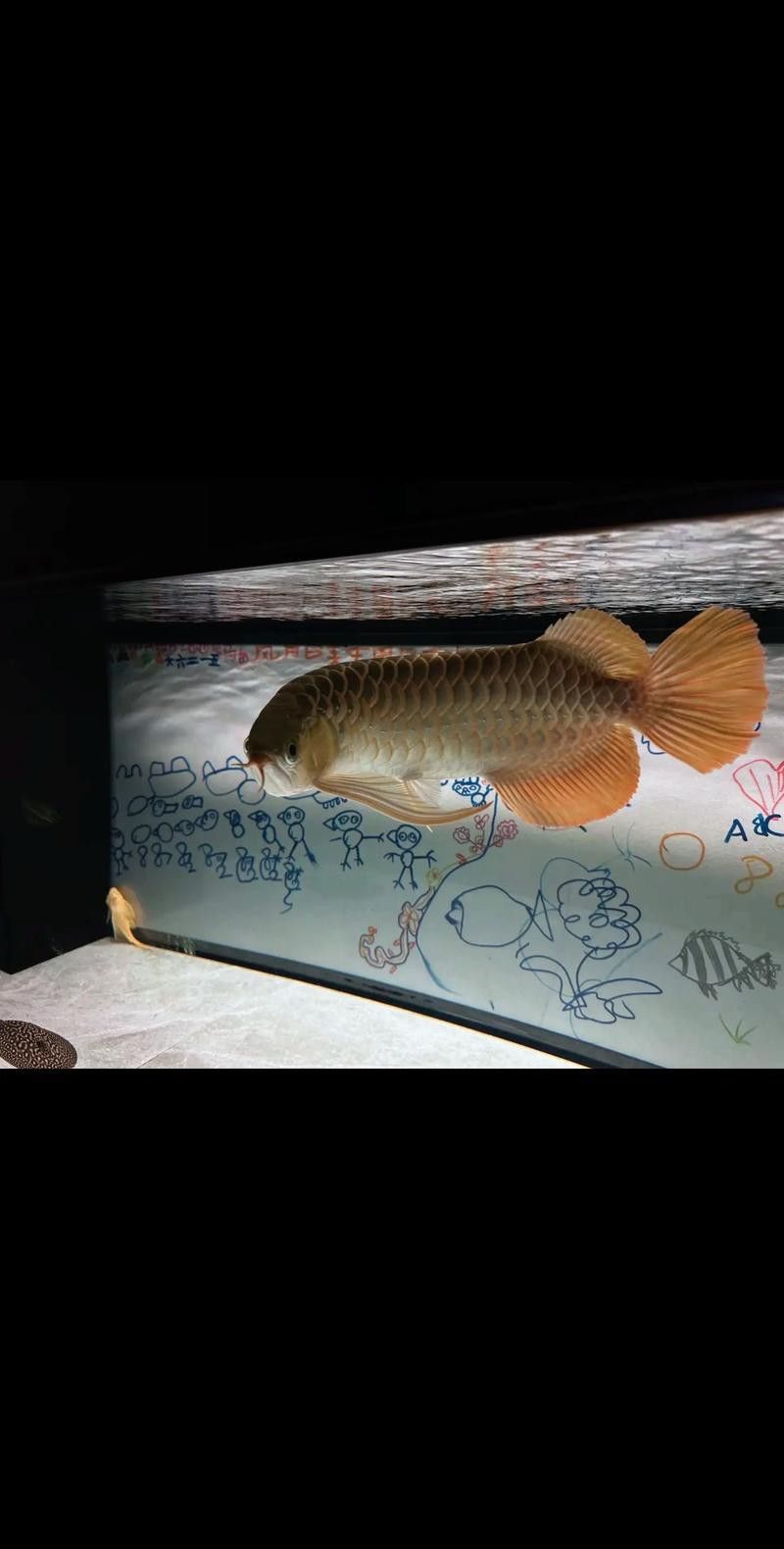 紅龍魚變白什么原因啊圖片