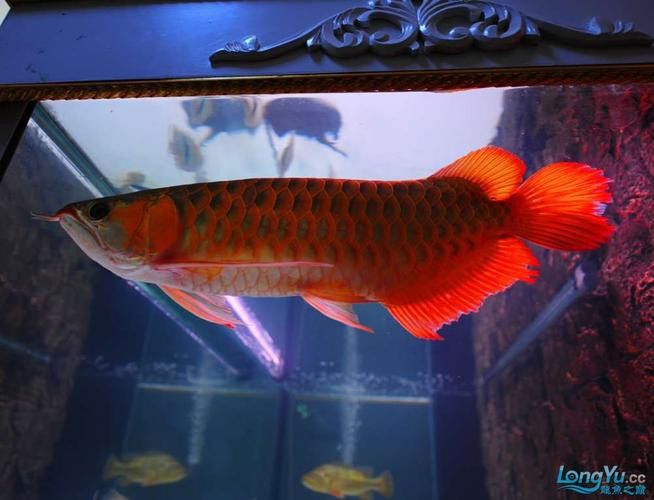 紅龍魚變白什么原因啊圖片
