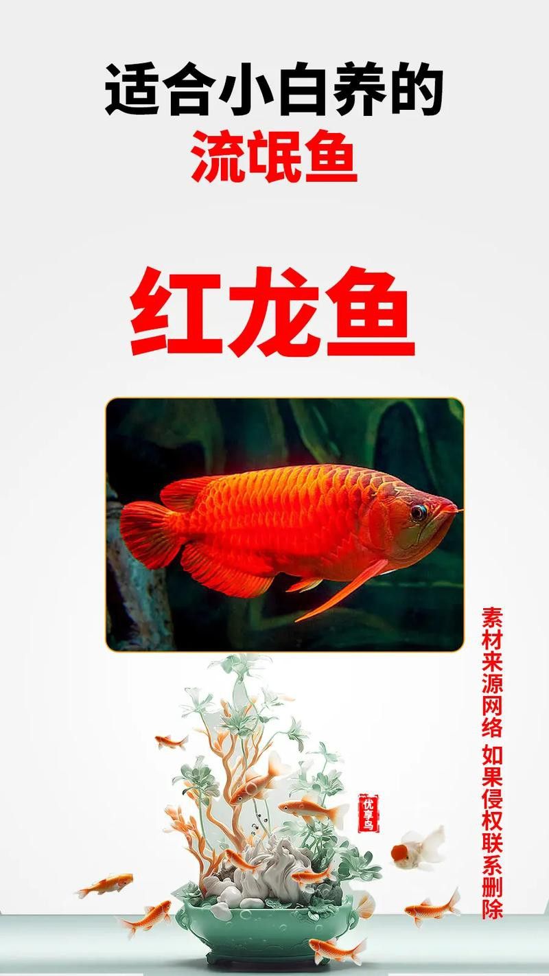 紅龍魚變白什么原因啊圖片
