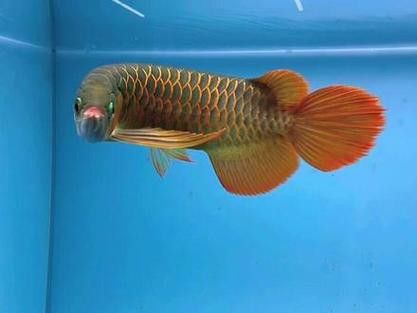 紅龍魚變白什么原因啊圖片