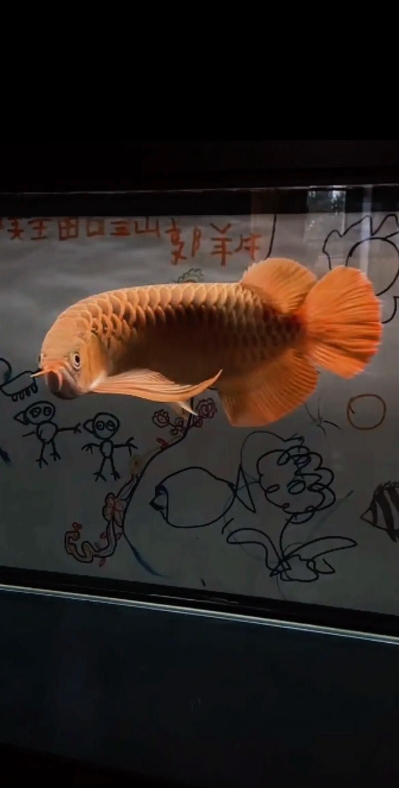 紅龍魚變白什么原因啊圖片