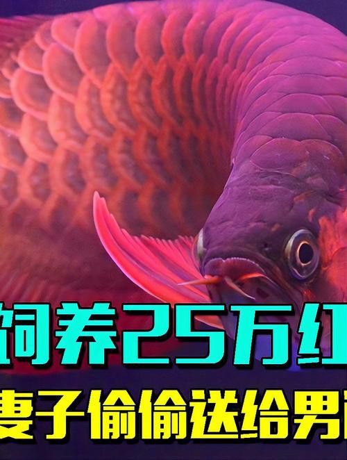 紅龍魚變白什么原因啊圖片