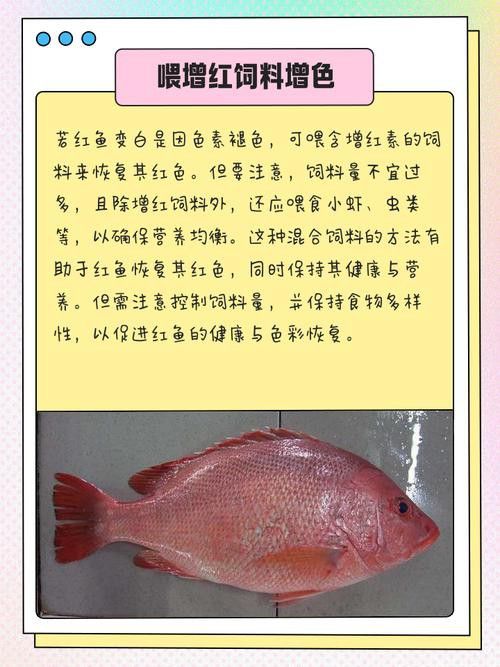 紅龍魚變白什么原因啊圖片